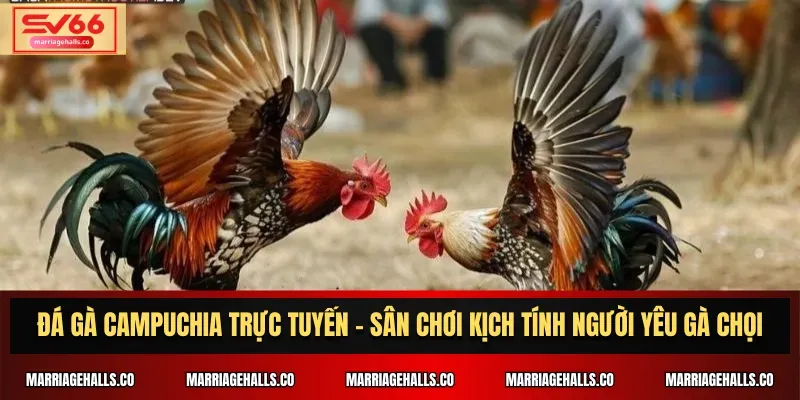 Các cấp độ phần thưởng và tiền thưởng trong trò chơi bắn cá cấp độ 66Club - 66Club